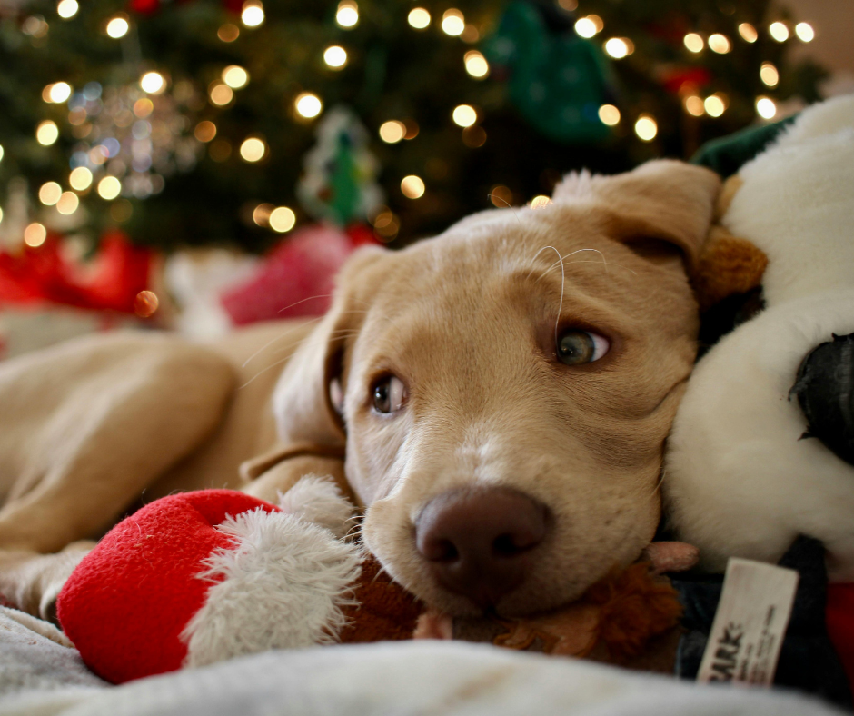 Dog with Christmas toys
